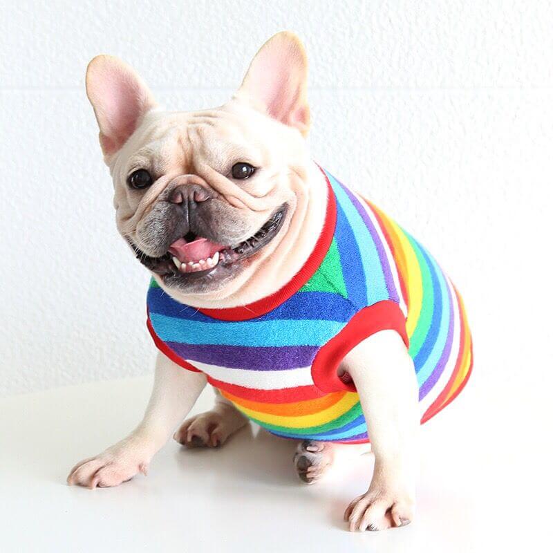 Dog Rainbow Striped Shirts Sweater for Frenchies BY FRENCHIELY 