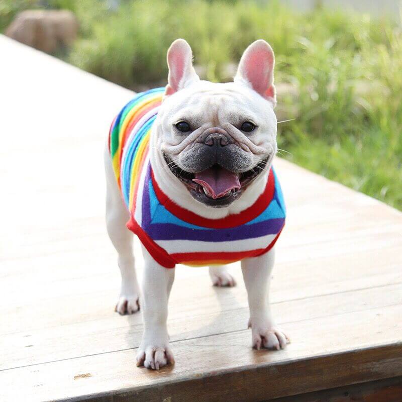 Dog Rainbow Striped Shirts Sweater for Frenchies BY FRENCHIELY 