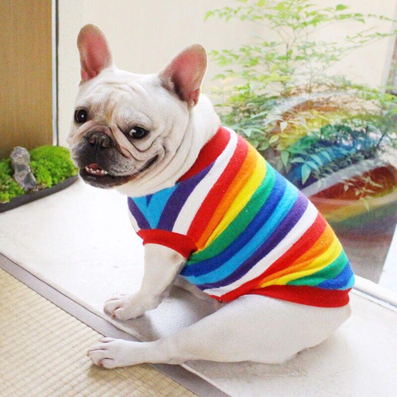 Dog Rainbow Striped Shirts Sweater for Frenchies BY FRENCHIELY 
