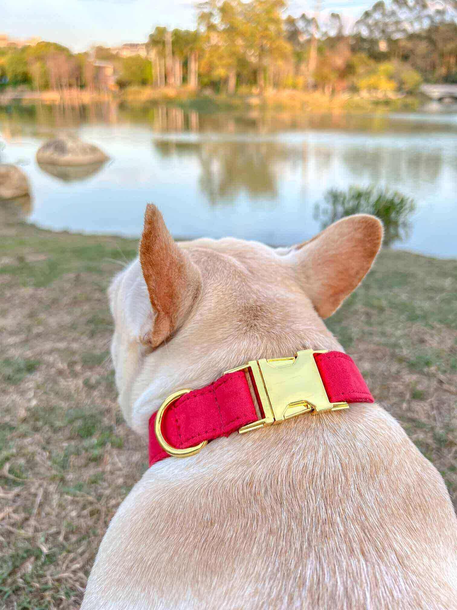 dog red velvet collar christmas with golden tag  by SpoiledBella.com