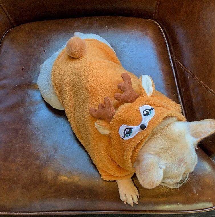 dog reindeer costume