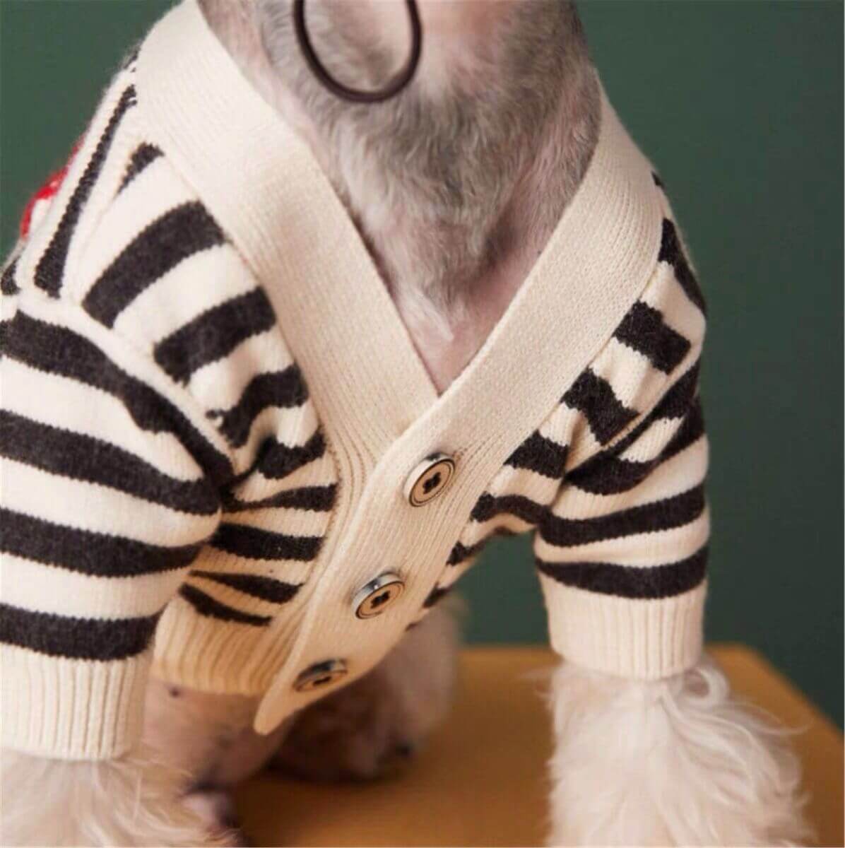 Dog Striped Cardigan Sweater for French Bulldog by Frenchiely 