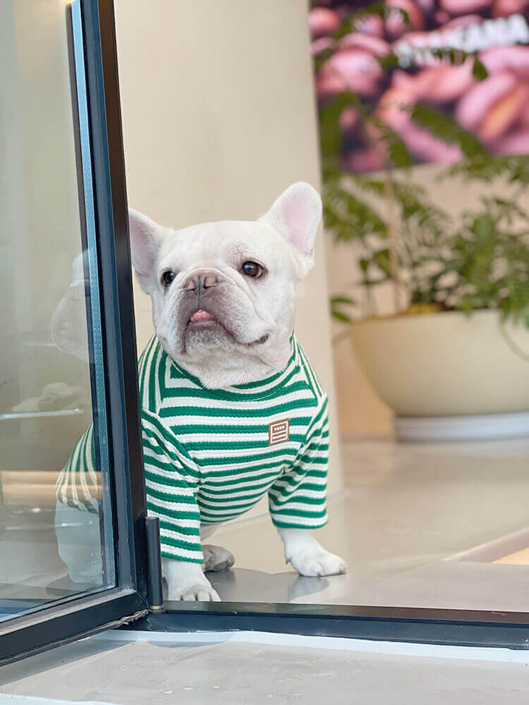 Frenchiely dog shirts for french bulldogs
