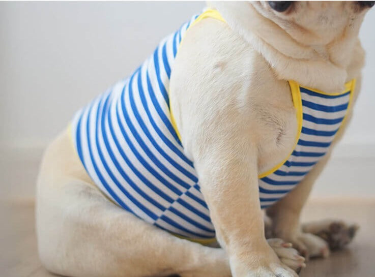Dog Blue Stripe for small medium dogs by Frenchiely.com