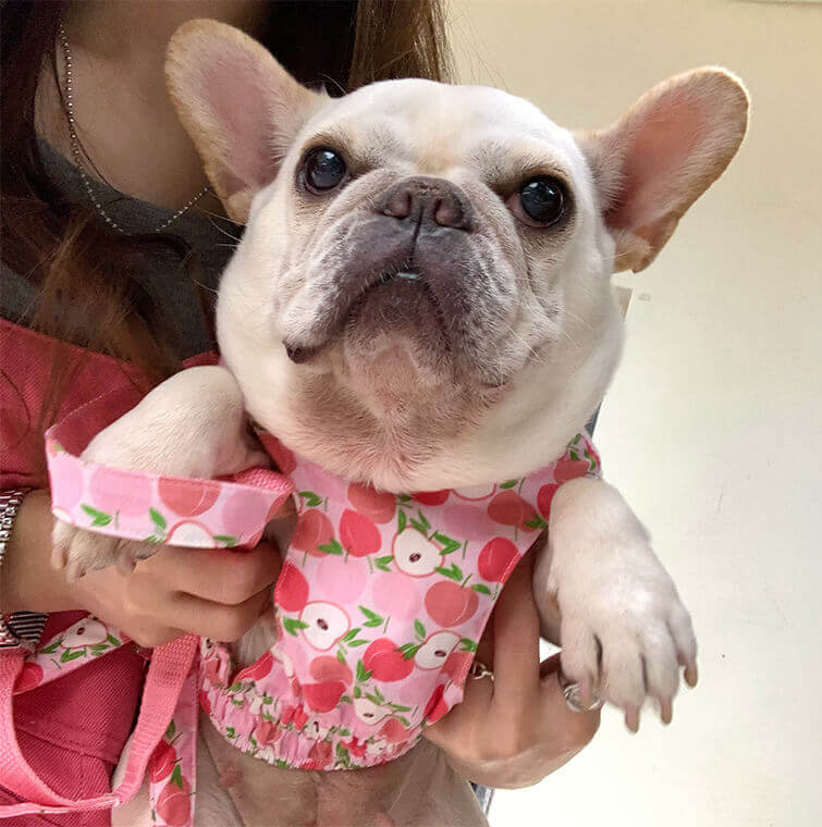 Dog summer pink litchi dress for small medium dogs by frenchiely 