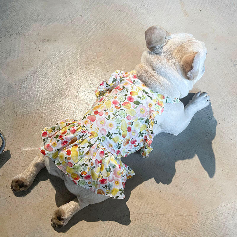 Dog Summer Dress FOR French bulldogs by Frenchiely
