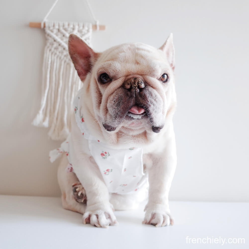 dog white floral dress for small dogs by Frenchiely
