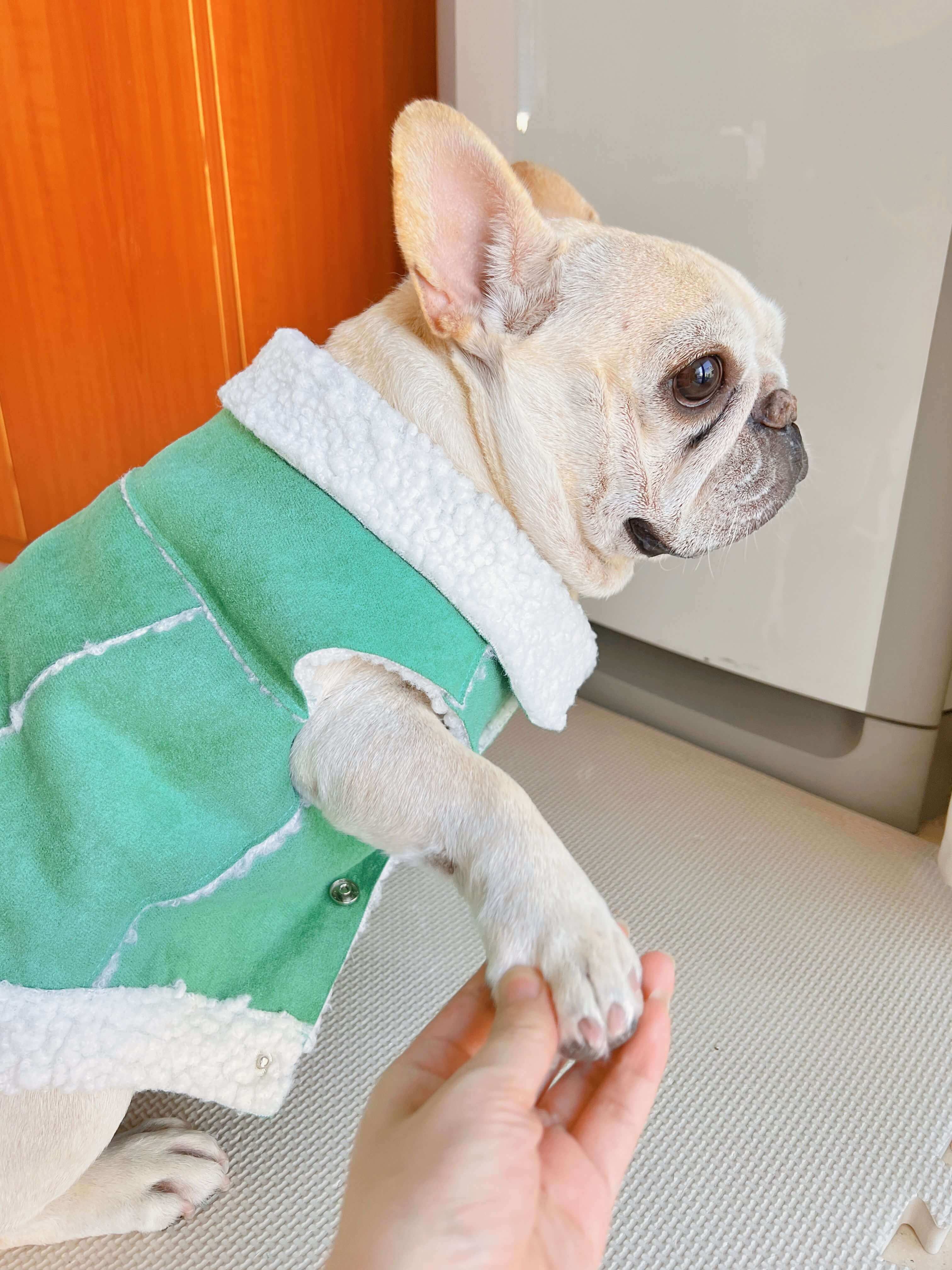 dog green suede jacket coat for small medium dogs by Frenchiely