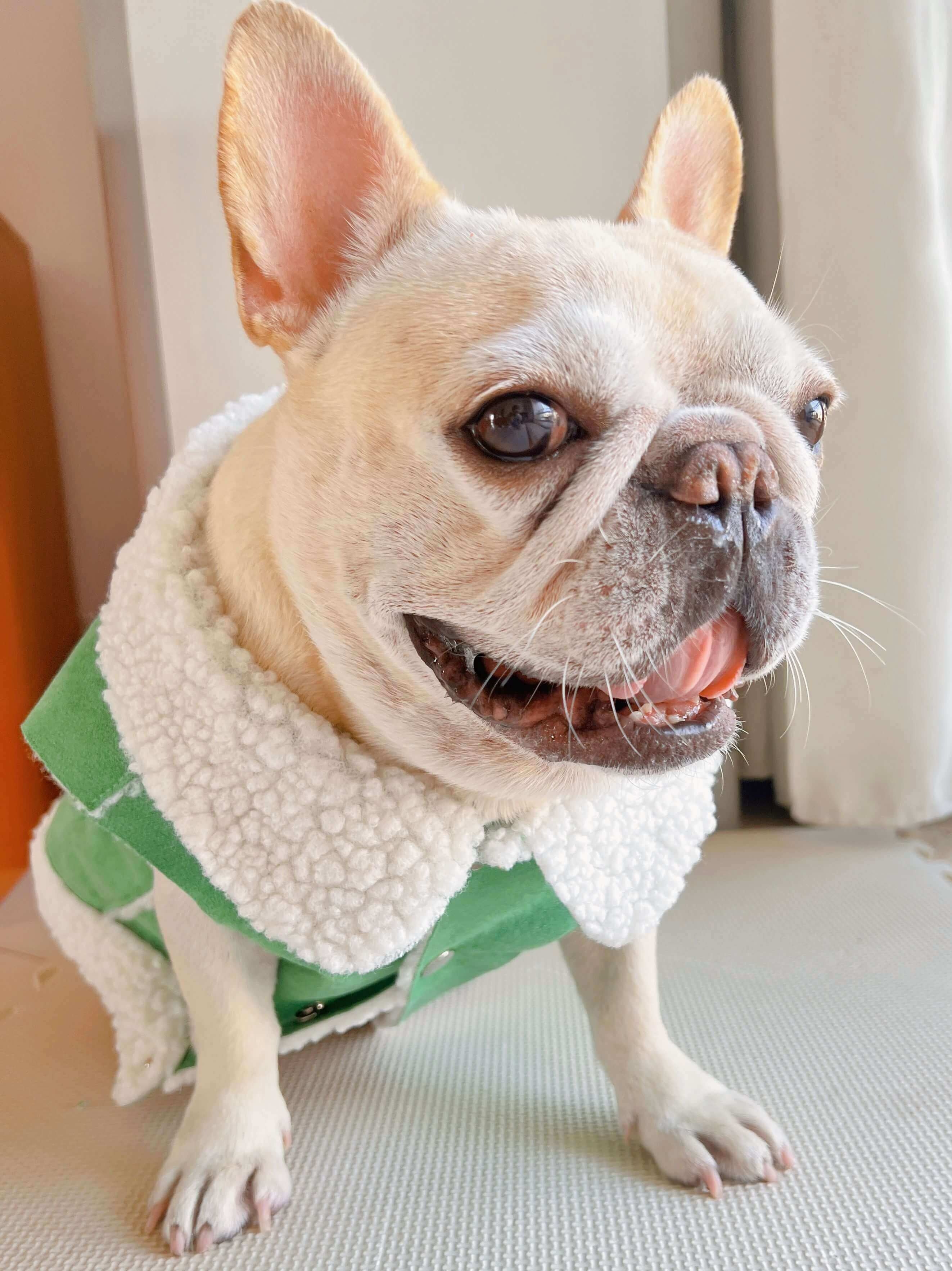 dog green suede jacket coat for small medium dogs by Frenchiely
