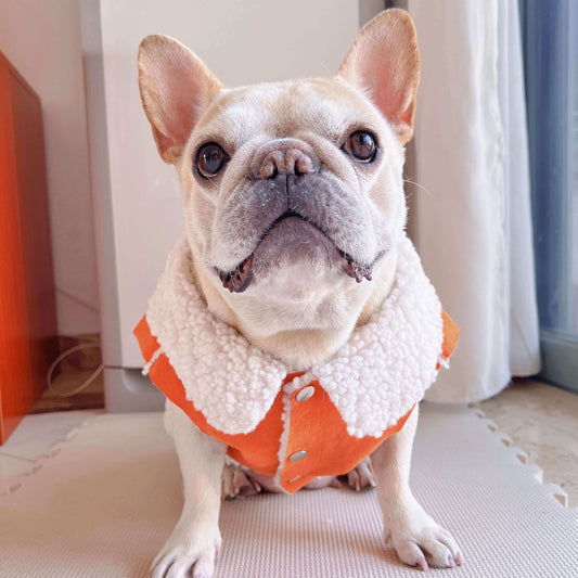 dog winter suede jacket coat for small medium dog breeds by Frenchiely