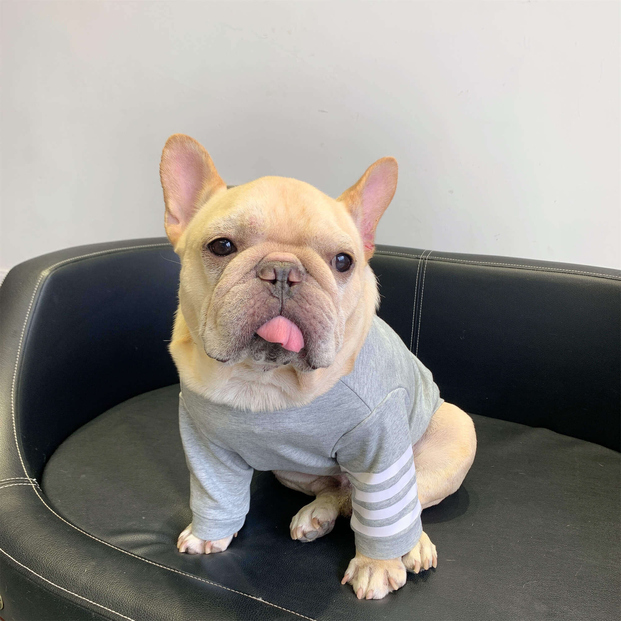 Dog grey sweater for french bulldogs