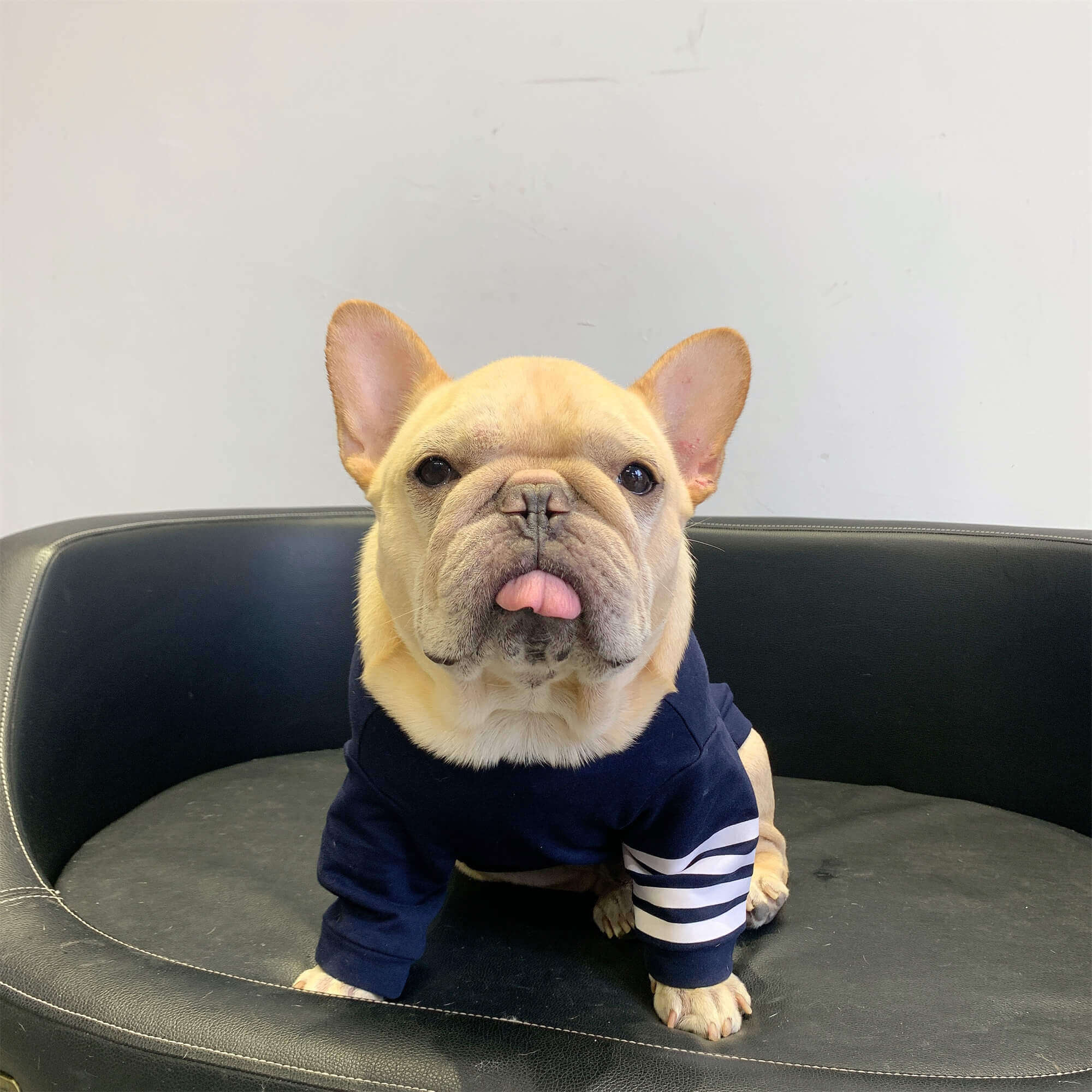 French Bulldog winter pullover sweater