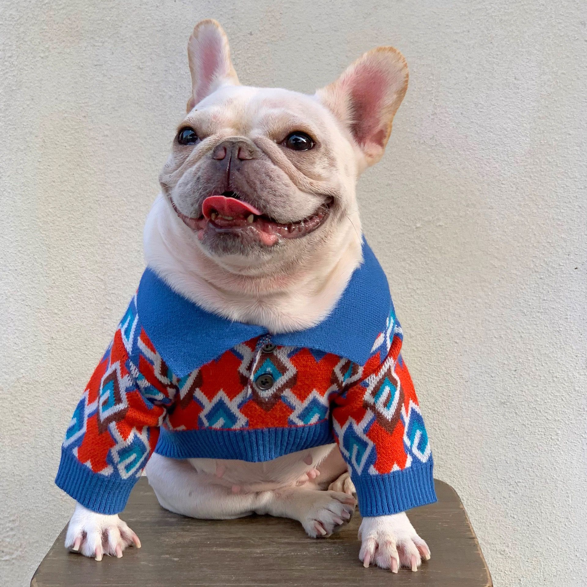 dog winter pullover sweater with buttons 