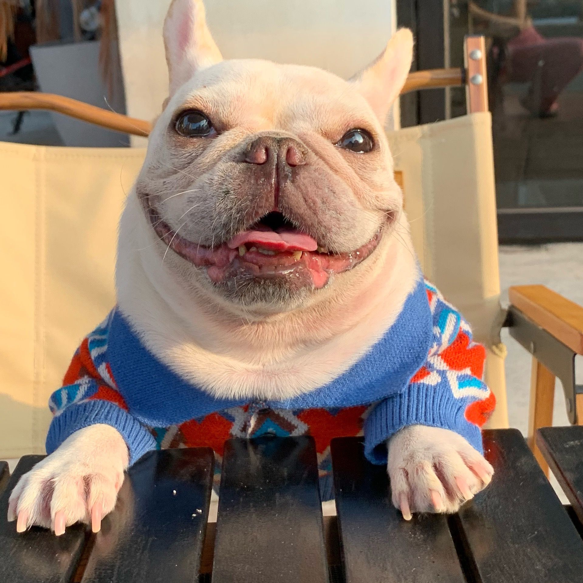 dog sweater old navy