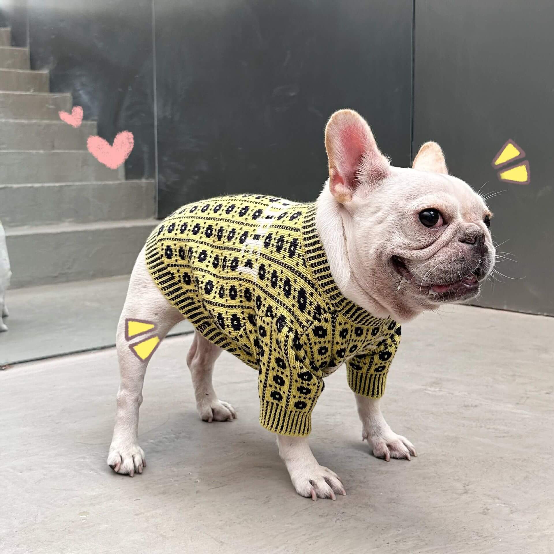 Dog stylish Pullover Sweater for medium dog breeds 