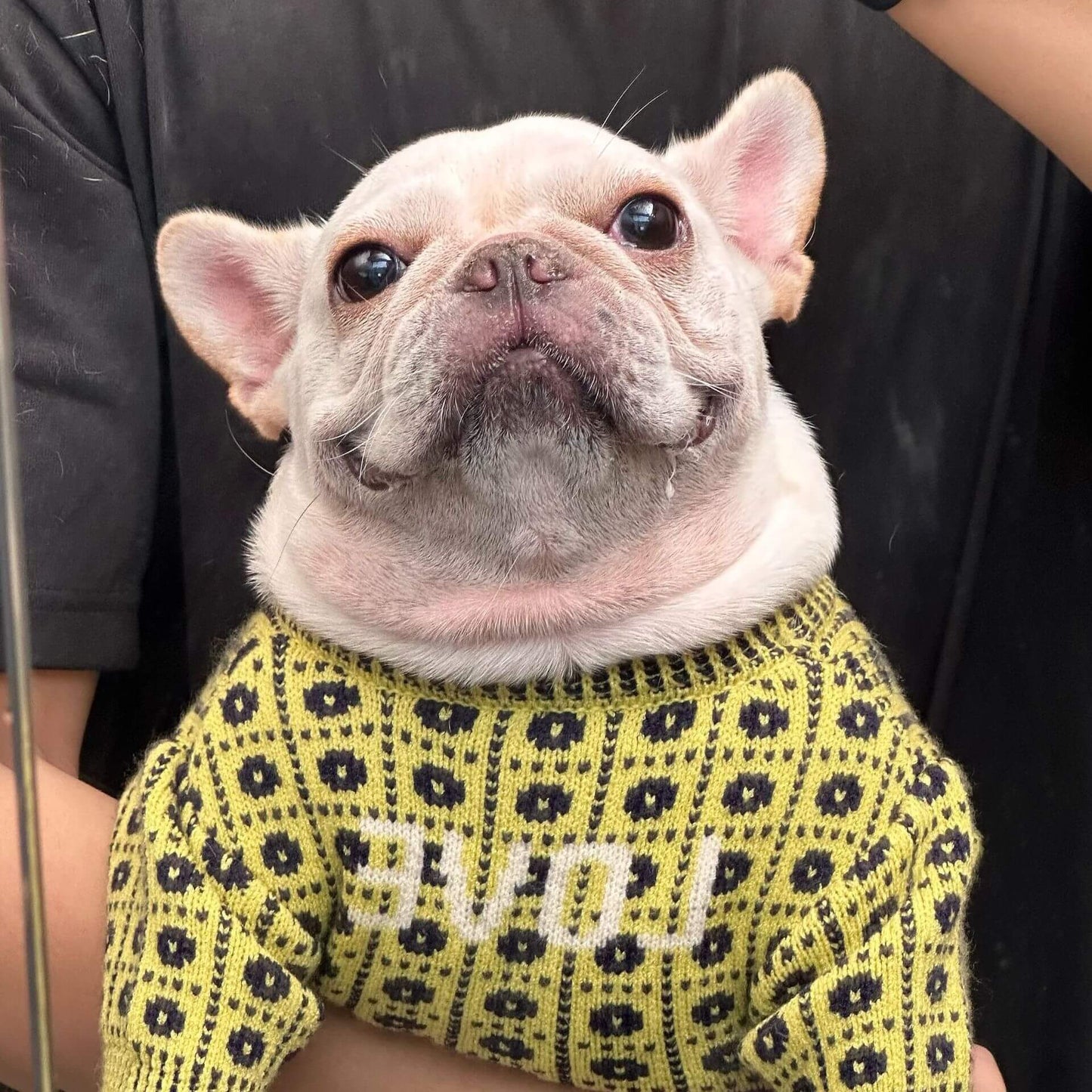 Dog stylish Pullover Sweater for medium dog breeds 
