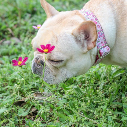 Floral Dog Collar for Female Dogs - Frenchiely