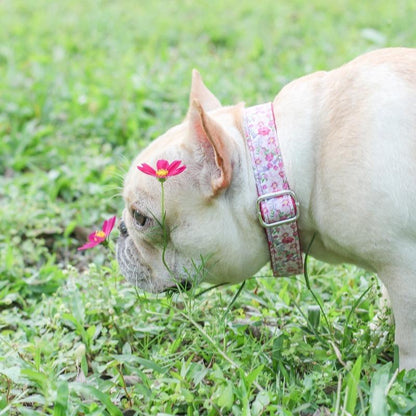 Floral Dog Collar for Female Dogs - Frenchiely