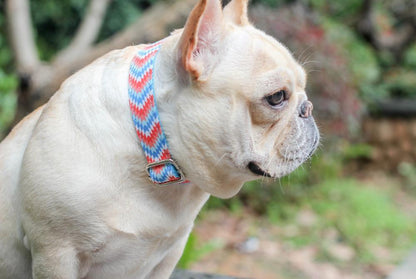 Stylish Adjustable Dog Collar for Small Dogs - Frenchiely