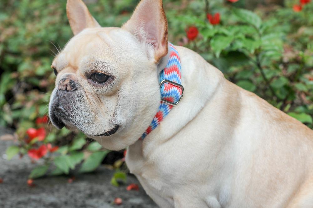 Stylish Adjustable Dog Collar for Small Dogs - Frenchiely