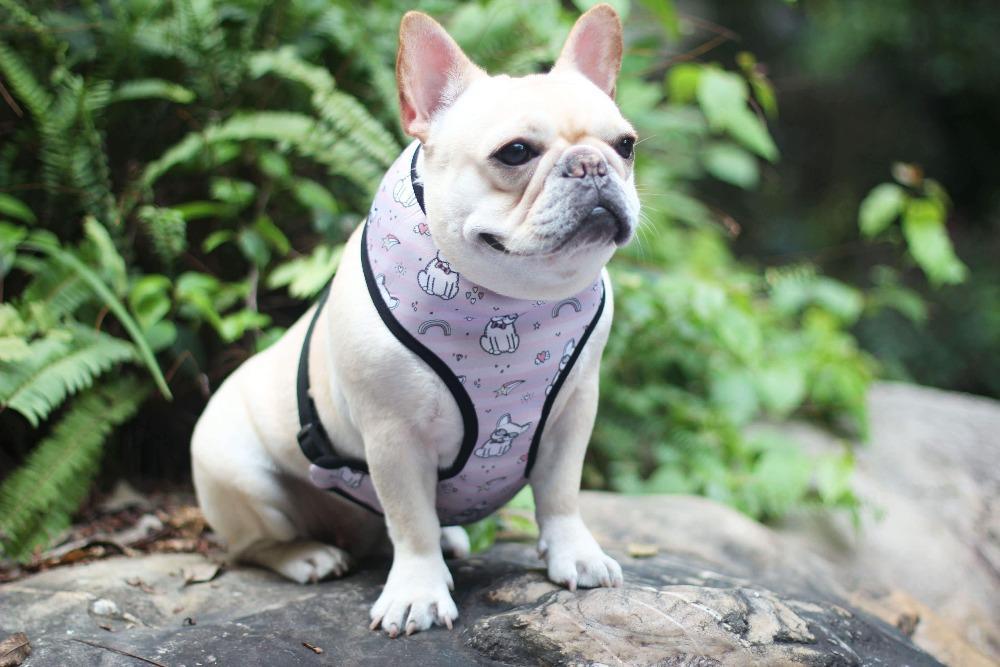 Cartoon French Bulldog Printed Dog Vest Harness - Frenchiely