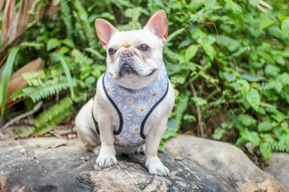 Cartoon French Bulldog Printed Dog Vest Harness - Frenchiely