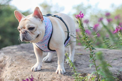 Dog Bohemian Vest Harness for Medium Dogs - Frenchiely