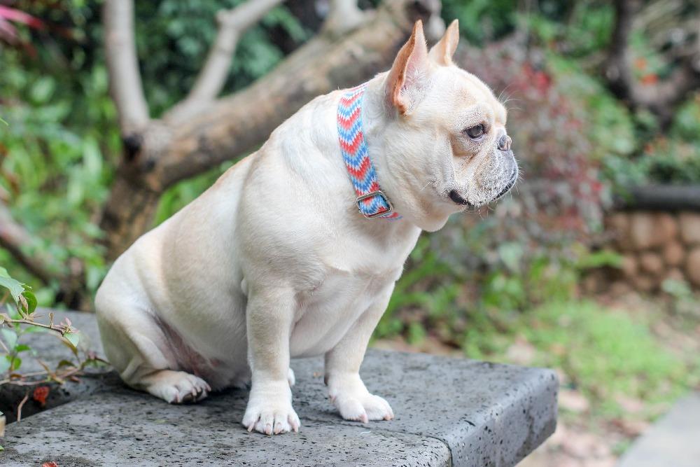 Stylish Adjustable Dog Collar for Small Dogs - Frenchiely