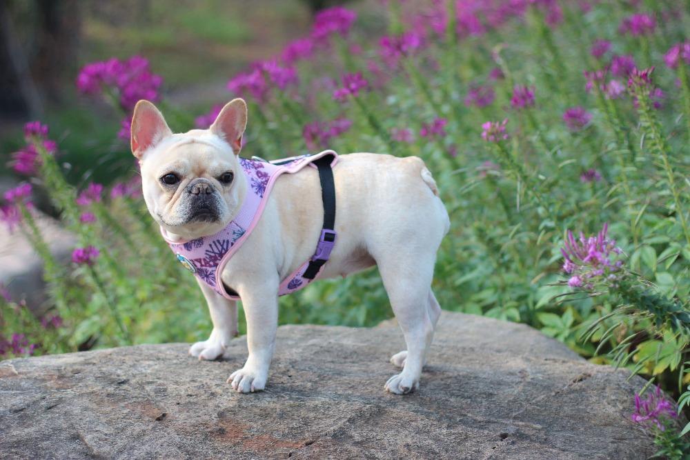 Purple Dog Harness Vest Breathable Mesh - Frenchiely