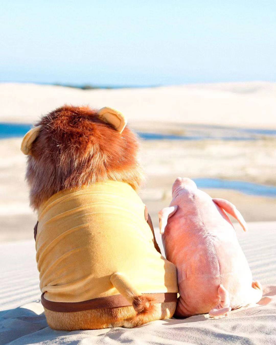 Frenchiely french bulldog lion costume 