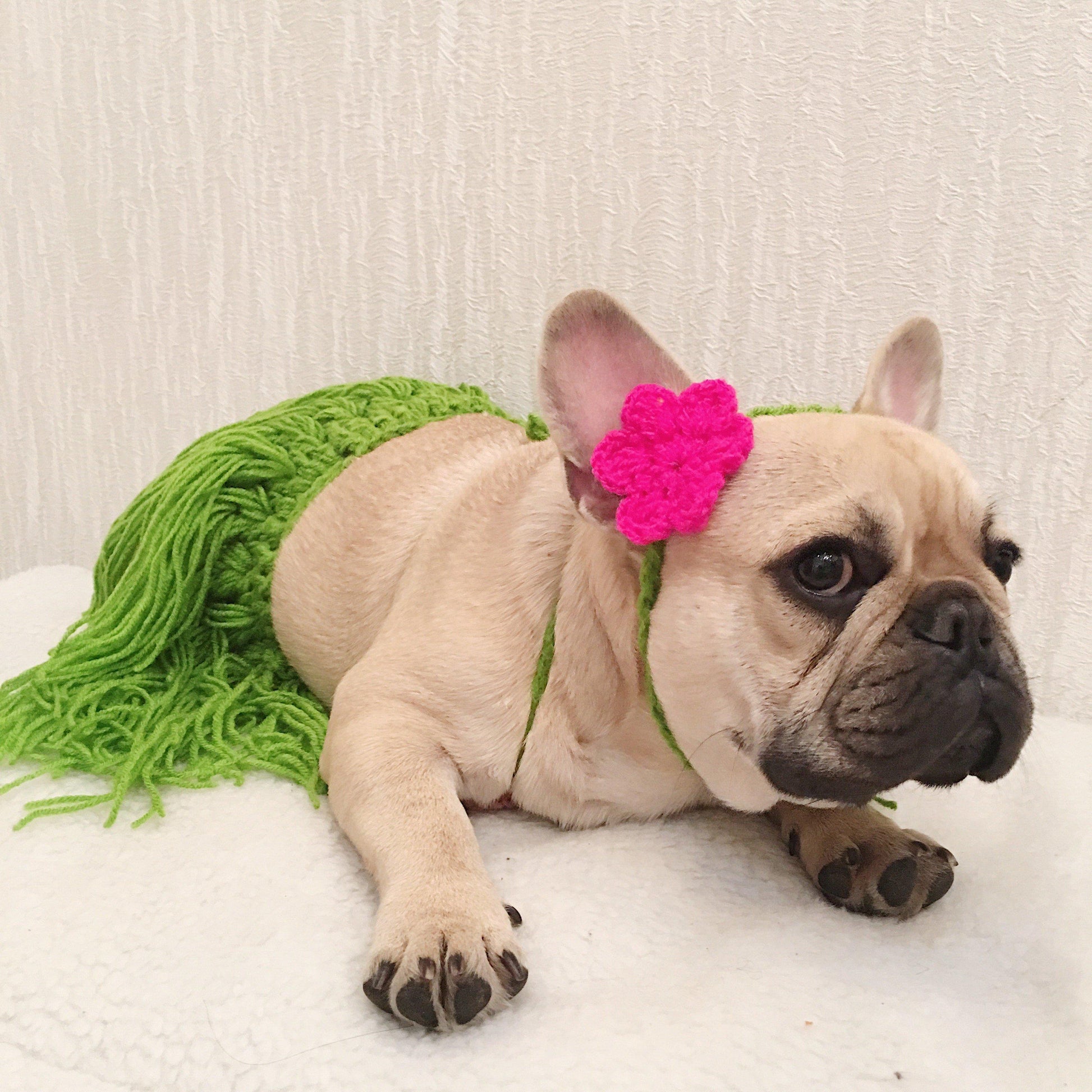 best french bulldog halloween costumes bikini costume - Frenchiely
