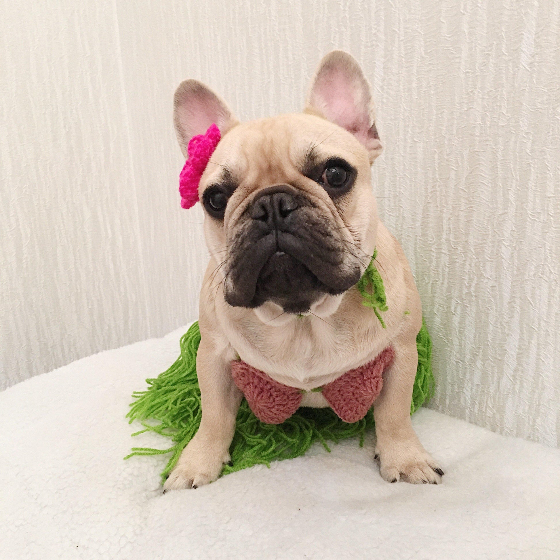 best french bulldog halloween costumes bikini costume - Frenchiely