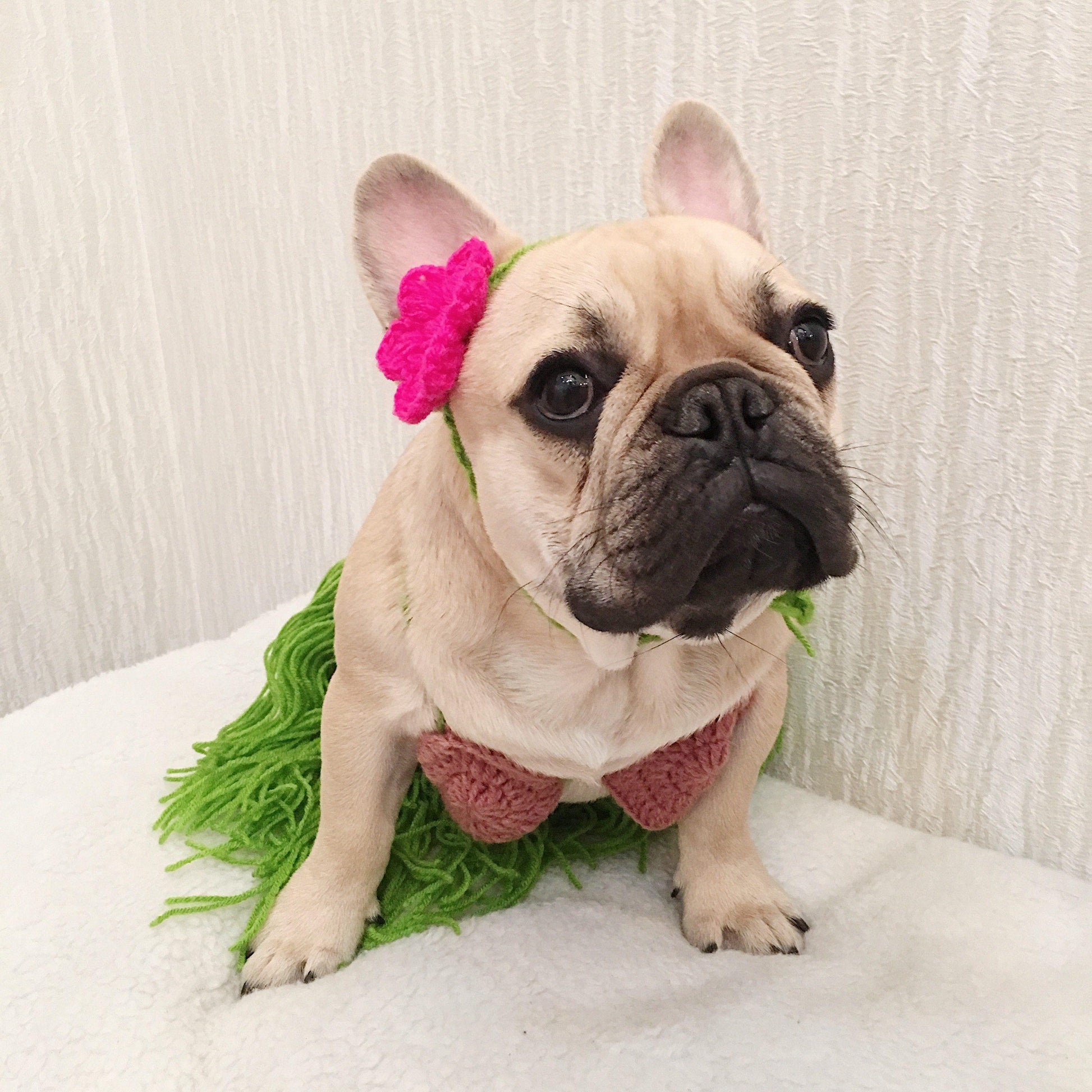 best french bulldog halloween costumes bikini costume - Frenchiely