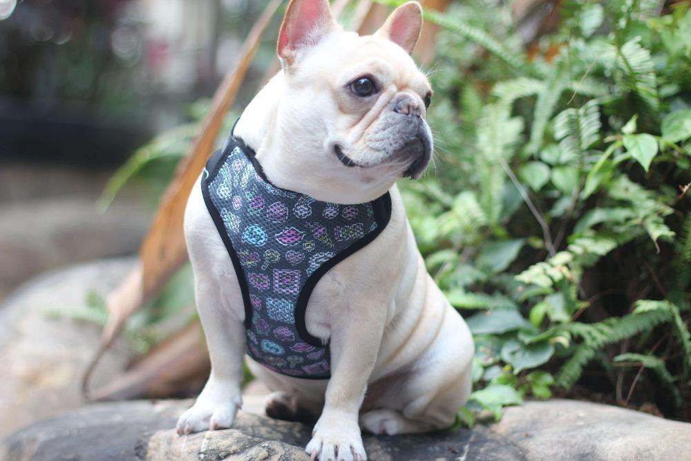 reversible dog harnesses for french bulldogs - Frenchiely
