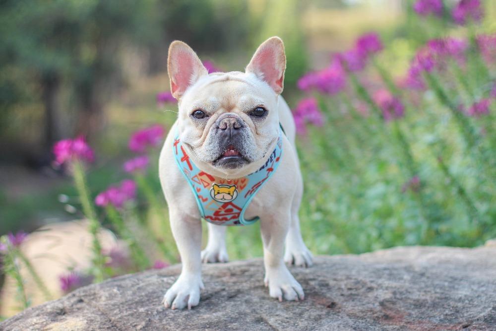 mesh camo harness for dogs - Frenchiely