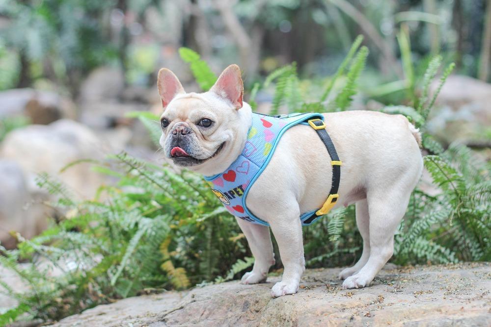 Dog Mesh Vest Harness with Cartoon French Bulldog Print - Frenchiely