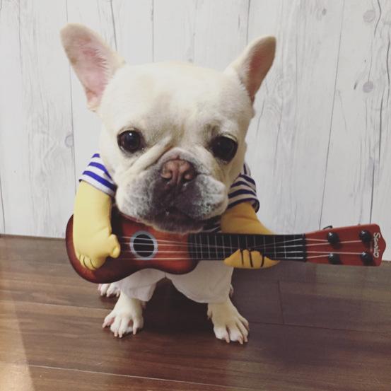 french bulldog costumes dog guitar costume - Frenchiely