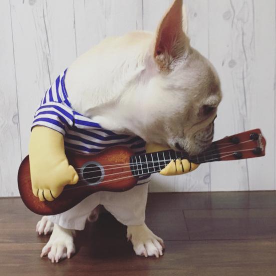 french bulldog costumes dog guitar costume - Frenchiely