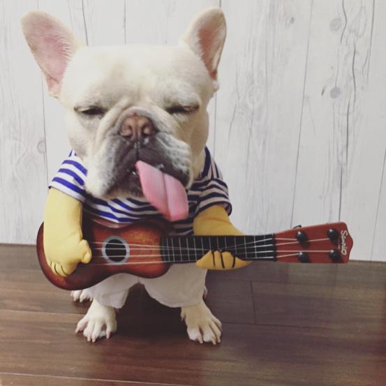 french bulldog costumes dog guitar costume - Frenchiely
