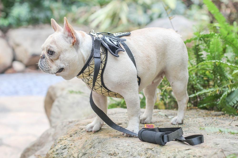 batman dog harness for french bulldogs