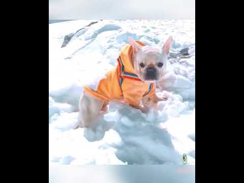 winter zip up hoodies for dogs with pocket by Frenchiely 