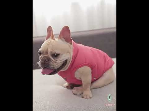 Dog Winter Jacket Vest for Frenchies by Frenchiely.com