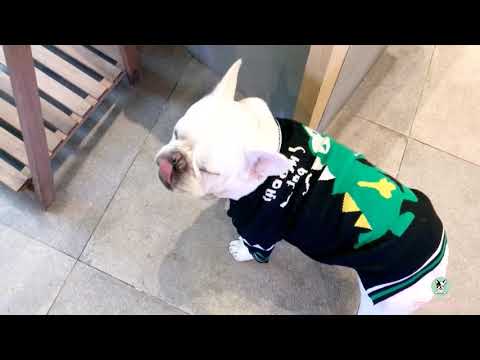 Cartoon Dinosaur Bulldog Sweater Knitting Pattern by Frenchiely
