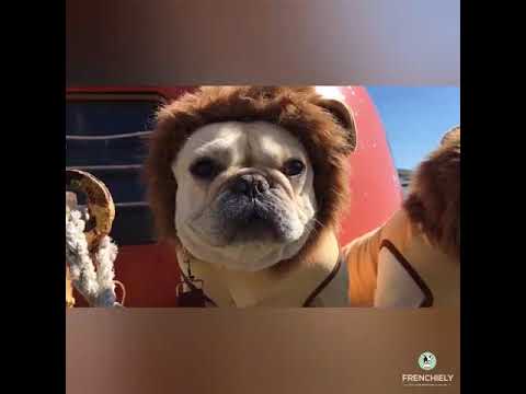French bulldog lion costume online