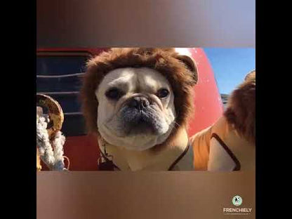 french bulldog lion costume by Frenchiely
