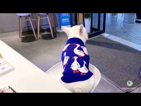Cartoon Goose Soft Dog Sweaters by Frenchiely 