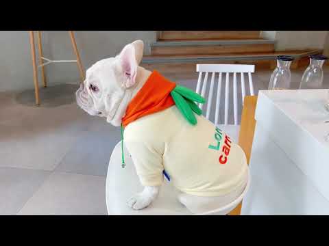 Dog Halloween Cartoon Carrot Costume Hoodies by Frenchiely
