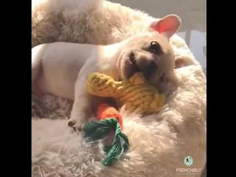 Puppy Frenchie Chewing Rope Toy Duck by Frenchiely