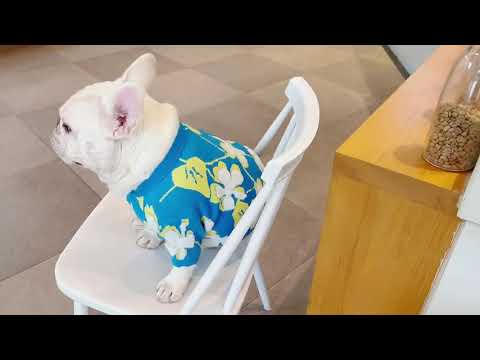 Dog Blue Flower Pullover Sweater by Frenchiely