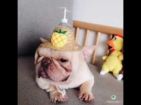 Dog Sunflower Straw Hat for Medium Dogs  Frenchie Pet Accessories –  Frenchiely